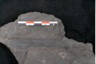 Foto (Detailansicht) von Flabellaria sublongirhachis Ettingshausen (NHMW-GEO-2024-0188-10233)